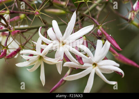 Jasmin (Jasminum Nitidum) Pflanze in voller Blüte Stockfoto