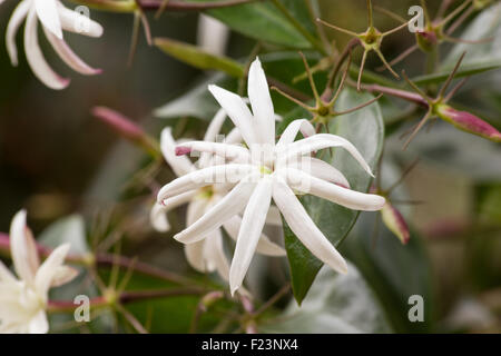 Jasmin (Jasminum Nitidum) Pflanze in voller Blüte Stockfoto