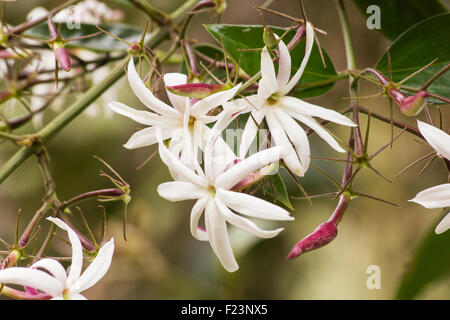 Jasmin (Jasminum Nitidum) Pflanze in voller Blüte Stockfoto