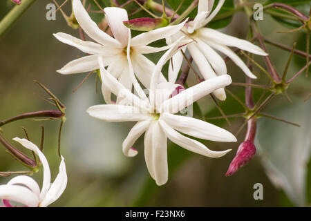 Jasmin (Jasminum Nitidum) Pflanze in voller Blüte Stockfoto