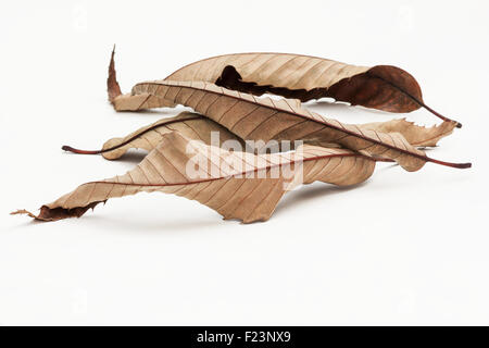 Getrocknete Kastanien (Castanea Sativa) lässt auf weißem Hintergrund Stockfoto