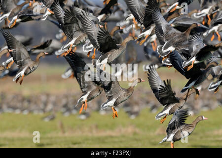 Eine riesige Herde von arctic White – Blässgänse Gänse / Blaessgaense (Anser Albifrons) zieht nach Weiden auf den Wiesen. Stockfoto