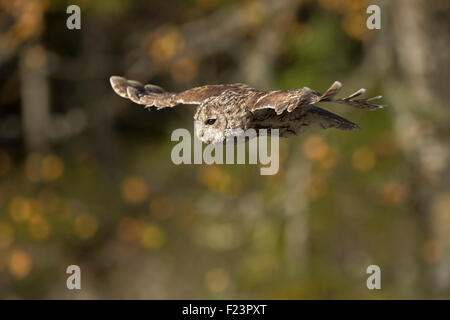 Tawny Owl / Waldkauz ( Strix aluco ) auf seinem stillen Flug vor herbstlich farbigen Birkenbüschen, Europa. Stockfoto