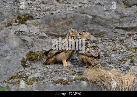 Zwei nördlichen Uhu / Europaeischer Uhu (Bubo Bubo) sitzt in einem alten Steinbruch, Pläne zu schmieden... Stockfoto