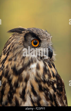 Schöne Nahaufnahme, Kopf Porträt des nördlichen Uhu / Europaeischer Uhu (Bubo Bubo). Stockfoto