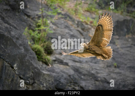 Wilde majestätischen nördlichen Uhu / Europaeischer Uhu (Bubo Bubo) fliegt durch einen alten Steinbruch, Tierwelt. Stockfoto