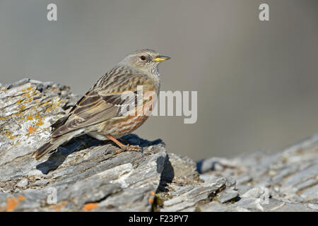 Alpine beobachtet / Alpenbraunelle (Prunella Collaris) sitzt im Hochgebirge auf felsigen Steinen. Stockfoto