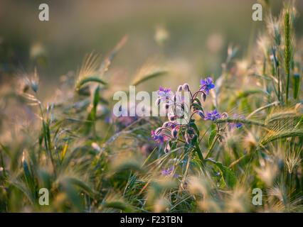 Borretsch oder Starflower (Borrango Officinalis) in einem Feld, Italien Stockfoto