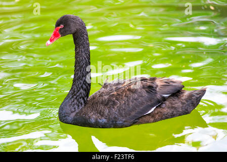 schöner schwarzer Schwan Schwimmen im Teich allein Stockfoto