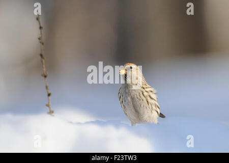 Winter-Redpoll in Schneewehe Stockfoto