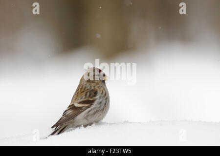 Winter-Redpoll in schneebedeckten Feld in der Nähe von Wald Stockfoto