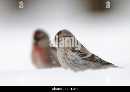 Winter-Birkenzeisige in Schneewehe Stockfoto