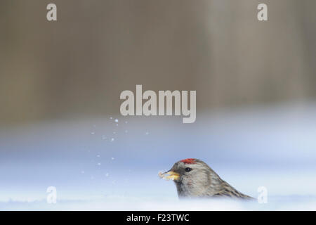 Winter-Redpoll in schneebedeckten Feld in der Nähe von Wald Stockfoto