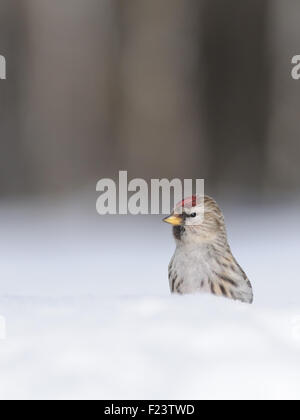 Winter-Redpoll in schneebedeckten Feld in der Nähe von Wald Stockfoto