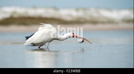 Weißer Ibis (Eudocimus Albus), Nahrungssuche, Florida, USA Stockfoto