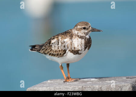 Alpenstrandläufer (Calidris Alpina), Florida, USA Stockfoto