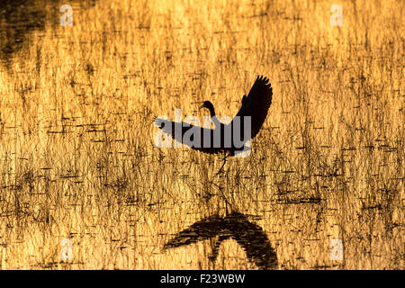 Rötliche Silberreiher (Egretta saniert) bei Sonnenuntergang, Nationalpark Everglades, Florida, USA Stockfoto