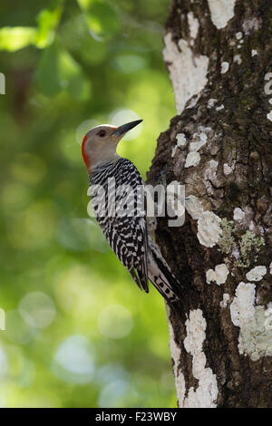 Rotbauch-Specht (Melanerpes Carolinus), Everglades Nationalpark, Florida, USA Stockfoto