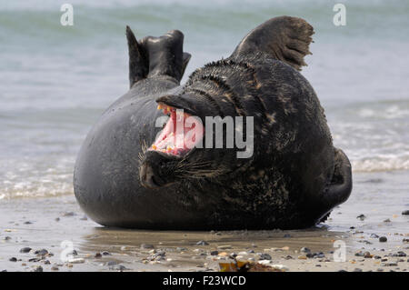 Kegelrobben (Halichoerus Grypus) Gähnen, Helgoland, Schleswig-Holstein, Deutschland Stockfoto