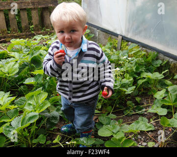 Kleinkind im Erdbeere Erdbeeren essen Bett stehend Stockfoto