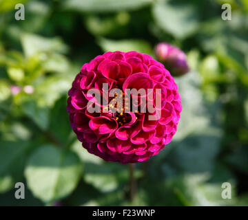 Dahlie "Pembroke Pattie" Pompom Nahaufnahme Blume Stockfoto