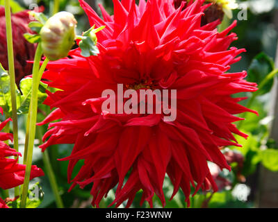 Dahlie "Hillcrest Jake" mittlere halb Kaktus Nahaufnahme Blume Stockfoto