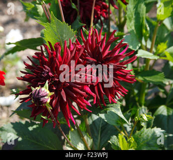 Dahlie 'Nuit D Ete' Pflanze in Blüte Stockfoto