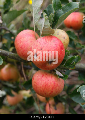 Malus Domestica 'Sunset' Apple Nahaufnahme von Obst Stockfoto