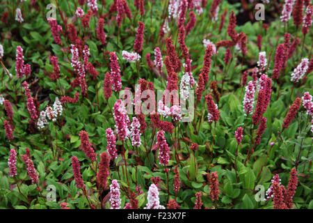 Persicaria Affinis 'Donald Lowndes' Nahaufnahme von Blumen Stockfoto