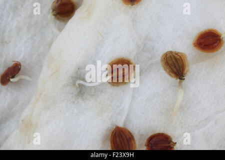 Pregerminated Pastinake Samen auf feuchtem Küchenpapier Stockfoto