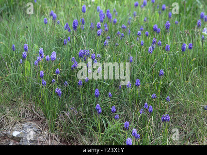 Muscari Armeniacum Trauben Hyazinthe Pflanzen in Blüte Stockfoto