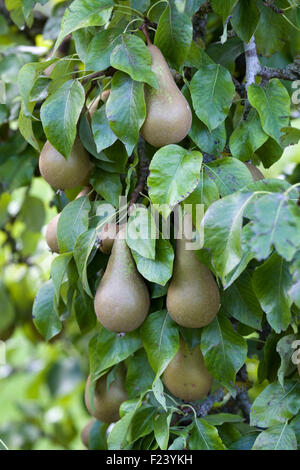 Frische Birnen auf einem Baum Pyrus Stockfoto