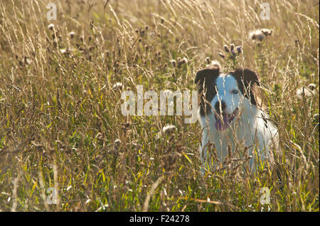 Border Collie in langen sonnigen Rasen und Wildblumen auf Klippen im schönen Abendlicht Stockfoto