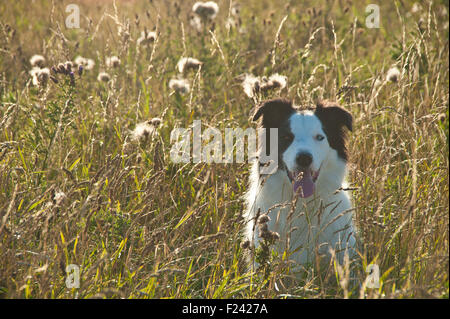 Border Collie in langen sonnigen Rasen und Wildblumen auf Klippen im schönen Abendlicht Stockfoto