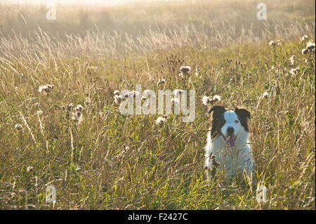 Border Collie in langen sonnigen Rasen und Wildblumen auf Klippen im schönen Abendlicht Stockfoto