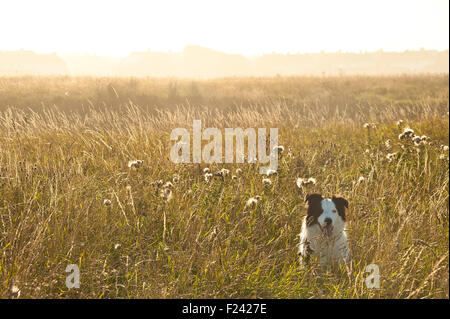 Border Collie in langen sonnigen Rasen und Wildblumen auf Klippen im schönen Abendlicht Stockfoto