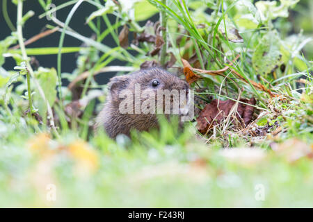 Eurasische Schermaus (Arvicola Amphibius) spähte durch Rasen Stockfoto