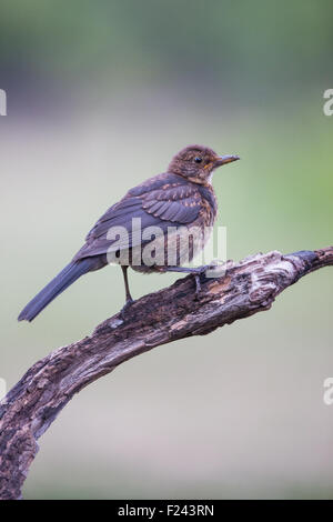 Juvenile Amsel (Turdus Merula) hocken auf einem Ast Stockfoto