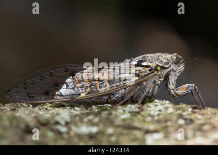 Europäischen gemeinsamen Zikade (Lyristes Plebejus) ruht auf einem Ast Stockfoto