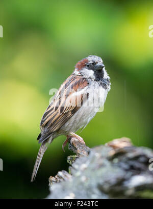 Erwachsene männliche Haussperling (Passer Domesticus) auf einem Baumstumpf im Regen hocken Stockfoto