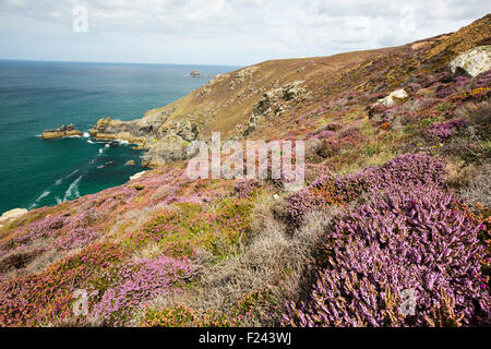 Glocke Heather, Erica Cinerea und gemeinsame Heather, Calluna Vulgaris Blüte auf den Klippen am St. Agnes, Cornwall, UK. Stockfoto