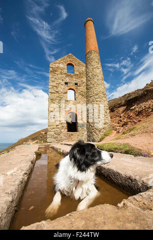 Wheal Coates, Zinnmine eine alte auf den Klippen oberhalb St. Agnes, Cornwall, UK, mit einem Border Collie Abkühlung in einer Lache des Wassers. Stockfoto