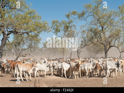 Rinder, suchen Schatten in den Busch in der Nähe von Karumba, Gulf Savannah Land, tropical North Queensland, Australien Stockfoto