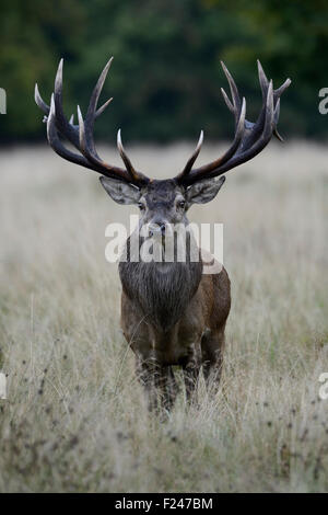 Leistungsstarke Rotwild / Rothirsch (Cervus Elaphus) steht für hohes Gras, direkt vor den Fotografen. Stockfoto