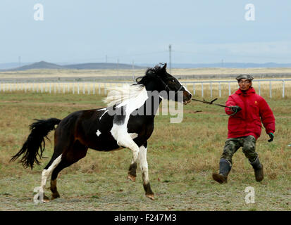 Xilin Gol. 11. September, 2015. Eine mongolische zähmt ein Pferd im Feld Phoenix Pferd in der Vorstadt von Xilin Hot im Nordchinas autonomen Region Innere Mongolei, 11. September 2015. Bekannt als die "Hauptstadt der Pferde", Xilin Gol Meng rühmt sich seiner feinen natürlichen Zustand für die Anhebung der Pferde. Mongolische Reiter im Feld Phenix Pferd nutzen immer noch traditionelle Wege, um Pferde zu zähmen. Bildnachweis: Chen Jianli/Xinhua/Alamy Live-Nachrichten Stockfoto