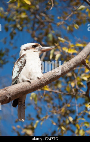 Blue-Winged Kookaburra sitzt in einem Baum im Undara Volcanic National Park, Outback Queensland, Australien Stockfoto