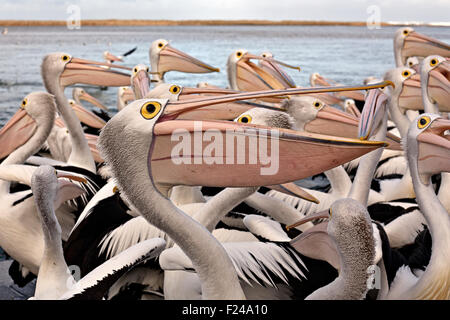 Eine Herde von australischen Pelikane am Eingang an der Ostküste von New South Wales - überwiegend in weißer Farbe Stockfoto