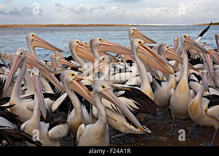 Eine Herde von australischen Pelikane am Eingang an der Ostküste von New South Wales - überwiegend in weißer Farbe Stockfoto