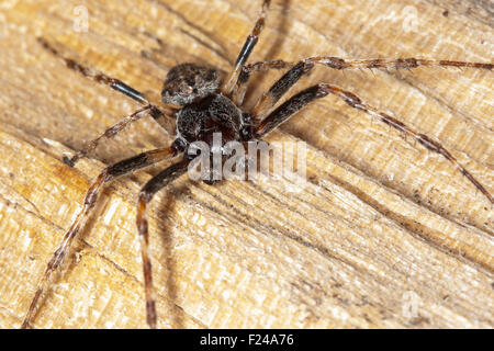 Walnut Orb-Weaver Spider, Walnuss Orb Weaver Spider, Männlich, Männchen, Nuctenea Umbratica, Spaltenkreuzspinne, Spalten-Kreuzspinne Stockfoto