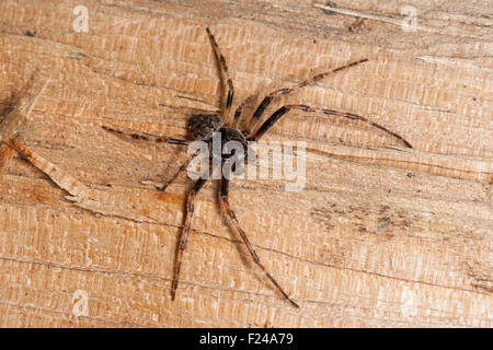 Walnut Orb-Weaver Spider, Walnuss Orb Weaver Spider, Männlich, Männchen, Nuctenea Umbratica, Spaltenkreuzspinne, Spalten-Kreuzspinne Stockfoto